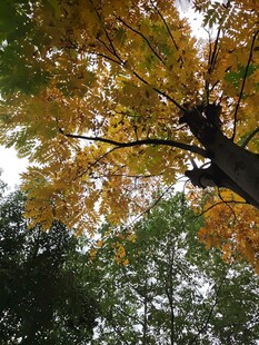 秋日斑斓树冠美景