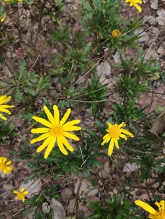 黄色小花绽放于碎石间