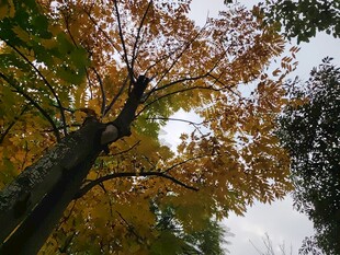 秋日仰拍斑斓树冠