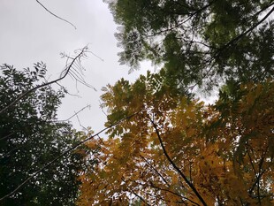 秋日树林中的多彩树冠