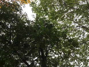 茂密树林中的绿意景象