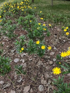 小径旁绽放的黄色小花