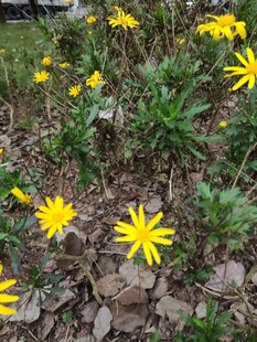 石缝间绽放的黄色小花