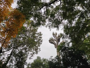 仰视林间树木景观