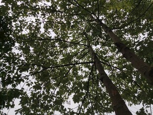 仰视茂密树林树冠