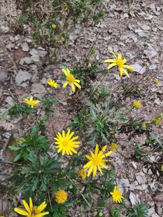 石缝间绽放的黄色小花