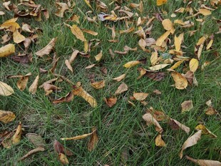 草地上的缤纷落叶