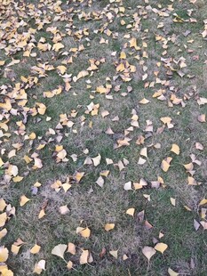 秋日落叶覆盖的地面