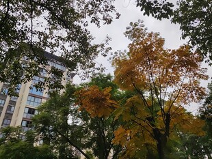 秋日城市中斑斓树木景观