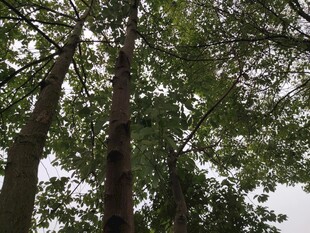 仰视茂密树林中的高大树木