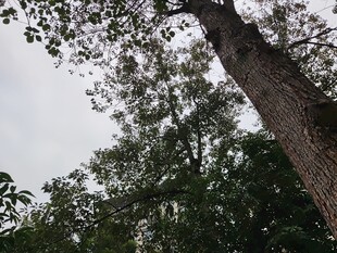 仰视茂密树林中的高大树木