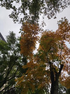 秋日斑斓树叶景观