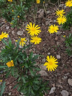 石间绽放的黄色小野花