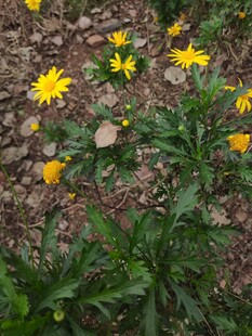 黄色小花绽放于碎石间