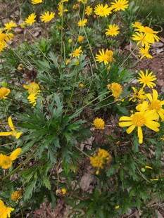 金黄小雏菊绽放于草地