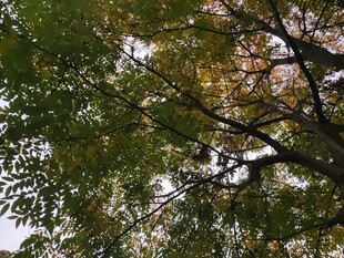 秋日树梢间的斑斓景致