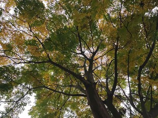 仰视秋日繁茂树木景观