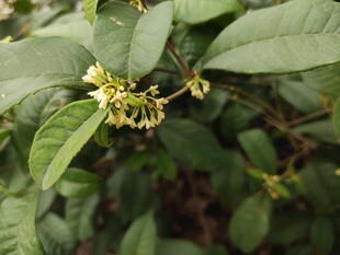 绿叶间绽放的黄色小花