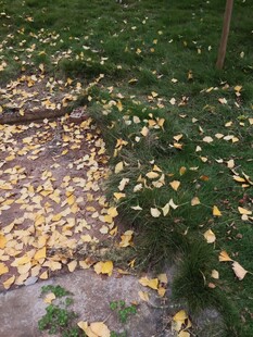 落叶铺地的静谧秋日景象