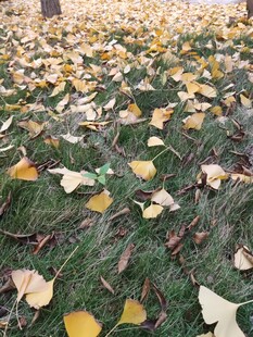 银杏落叶铺就秋日美景