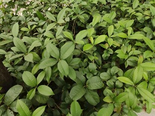 绿叶繁茂的植物景观