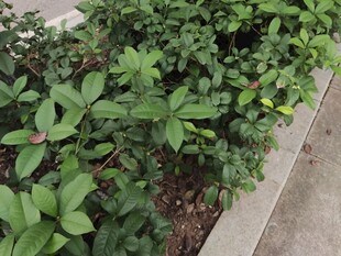 路边翠绿植物景观