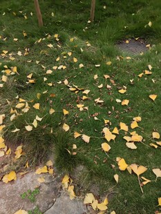 秋日草地落叶美景