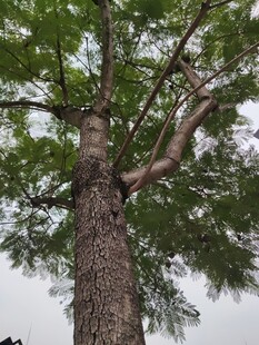 高大挺拔的树木特写
