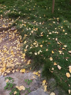 落叶铺地的静谧景致