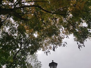 透过枝叶望远处灯塔