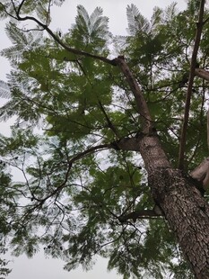 仰视葱郁大树