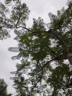 仰视茂密松树树冠