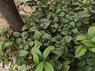 绿叶繁茂的地面植物景观