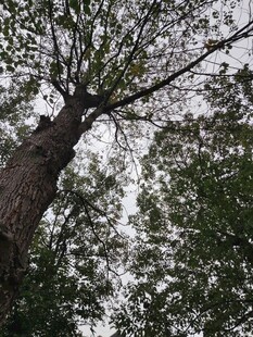 仰视参天大树绿意盎然