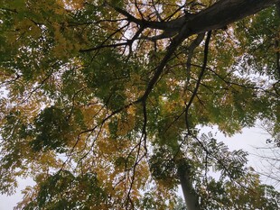 仰视秋日繁茂树木枝叶