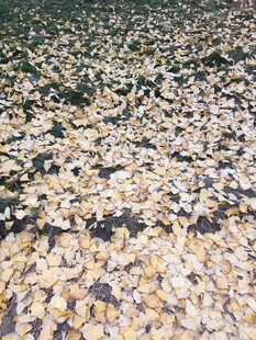 铺满鹅卵石的地面景象