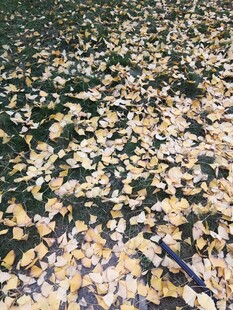 地面上的缤纷落叶