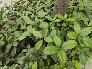 绿叶簇拥的植物景观