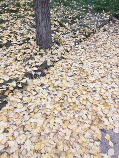 树下金黄银杏叶铺满地