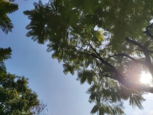 阳光透过树叶洒下的美景