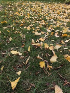 秋日草地银杏落叶美景