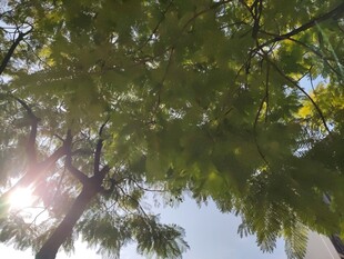 透过树叶看阳光