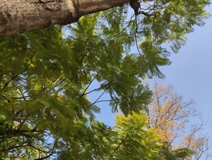 仰视绿树蓝天美景