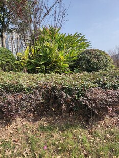户外绿植景观