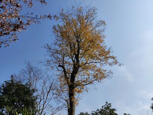 秋日挺拔银杏树