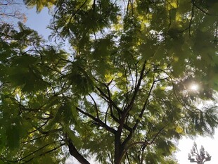 阳光透过枝叶洒下的美景