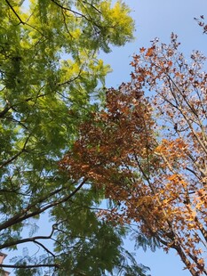 秋日树梢黄绿交织之景