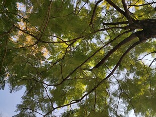 仰视视角下的繁茂树枝