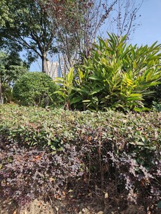 户外绿植景观