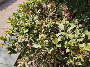 绿叶繁茂的灌木丛